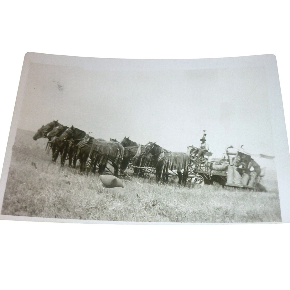 1924 Adair Iowa Farming Horse Combine Team Wheat Threshing Photo‎ Snapshot USA